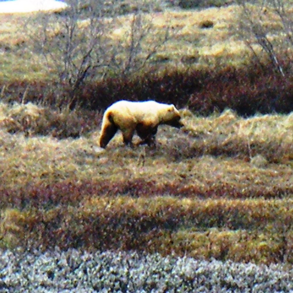 Denali National Park and Preserve - Bear!! We kept our distance _ - Parks Near Me