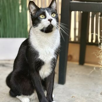 The Cat Behavior Clinic - Butler the cat - Pet Training Near Me - Seattle, Washington The Cat Behavior Clinic - Butler the cat - Pet Training Near Me - Seattle, Washington