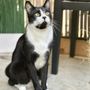 The Cat Behavior Clinic