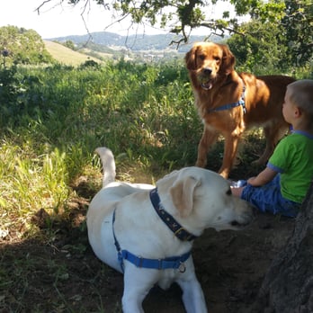 VooDoo Dogs - Dog Walkers Near Me VooDoo Dogs - Dog Walkers Near Me