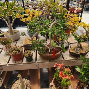 Shuna’s Succulent House - Bonsai too! - Nurseries & Gardening Near Me - Chino, California