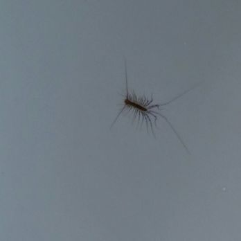 Wilson Lodge & Cottages - A closer view of the bug (at least an inch long). Yuck. - Hotels Near Me - Wheeling, West Virginia