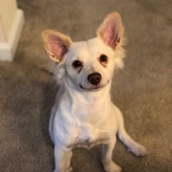 Elia's Pet Shop Gift Greeting Cards Email, Text or Print