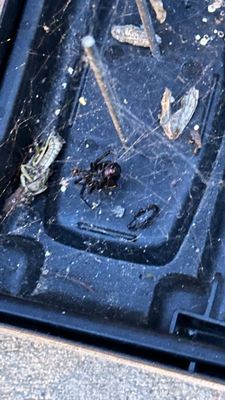 ZeroBugs Denver by null