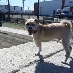 Happy pup! Happy pup!