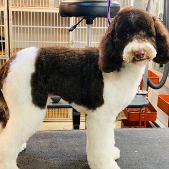 Brooklyn Pet Spa - Pet Groomers Near Me - Brooklyn, New York Brooklyn Pet Spa - Pet Groomers Near Me - Brooklyn, New York