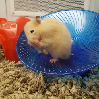 Petco - Hamsters - Pet Groomers Near Me - Lake Stevens, Washington
