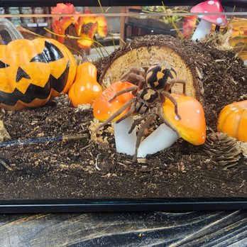 Evolved Reptiles - Pumpkin patch tarantula - Reptile Shops Near Me - Deerfield Beach, Florida