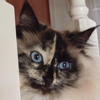 Cat Adoption Team - My Mom's little beauty, Coco, adopted from CAT. - Animal Shelters Near Me - Sherwood, Oregon Cat Adoption Team - My Mom's little beauty, Coco, adopted from CAT. - Animal Shelters Near Me - Sherwood, Oregon