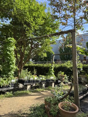 McGill Rose Garden by null