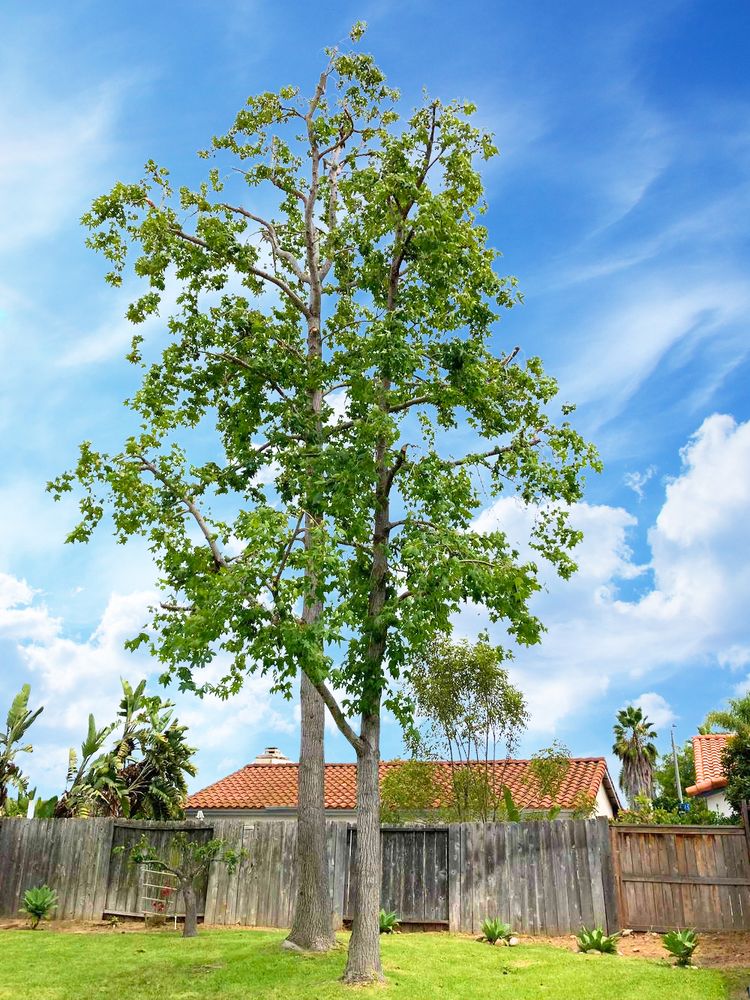 Ted Safford & Son Arborists - tree service in San Diego, CA