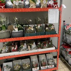 Aldi - Plants for Christmas decoration.