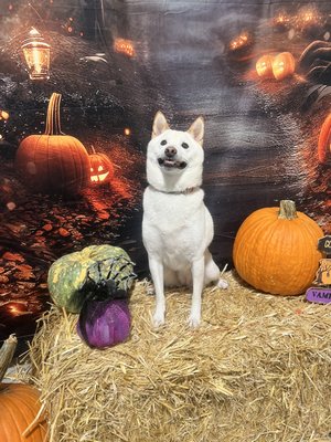 City Bark Miami by null