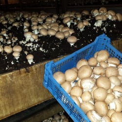 Trattoria Carovigno - Frische Champignons von der Region