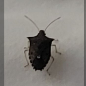 Comfort Inn Ruther Glen Near Kings Dominion - Bug under comforter - Hotels Near Me - Ruther Glen, Virginia Comfort Inn Ruther Glen Near Kings Dominion - Bug under comforter - Hotels Near Me - Ruther Glen, Virginia