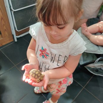 Lizards for Kids & More - Baby tortoise! - Kids Activities Near Me - Glendale, Arizona Lizards for Kids & More - Baby tortoise! - Kids Activities Near Me - Glendale, Arizona
