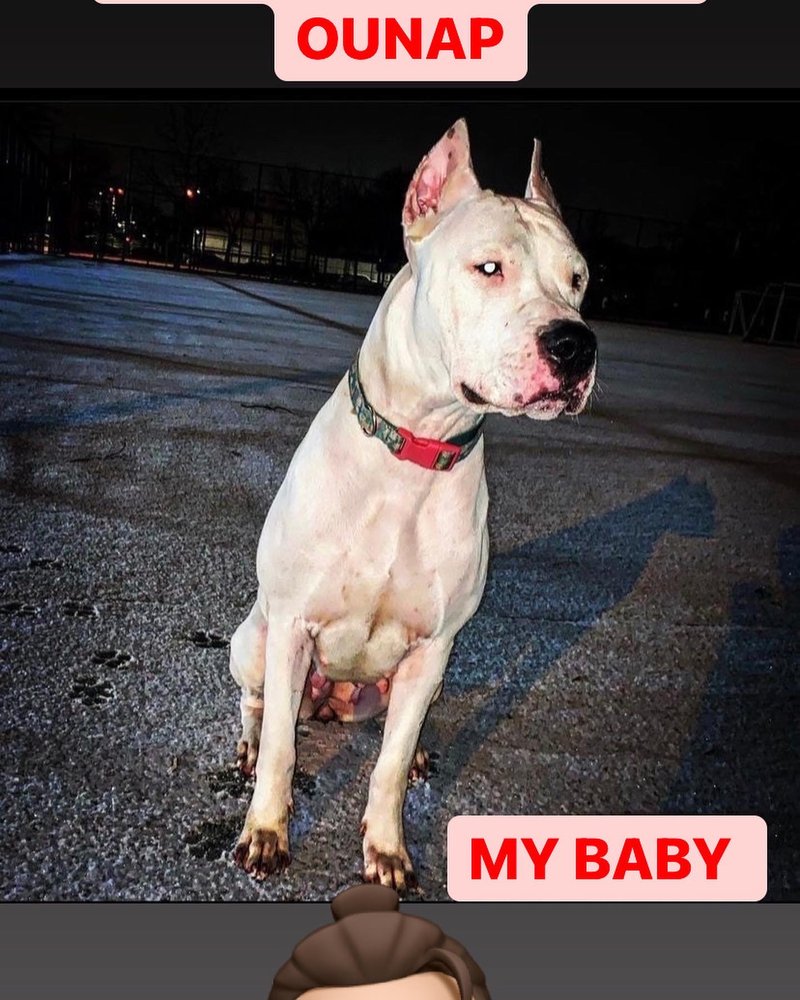 NOTORIOUS DOGO KENNEL Request Consultation 10 Photos New York