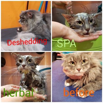 Sun's Pet Grooming - Pet Groomers Near Me - Rancho Palos Verdes, California Sun's Pet Grooming - Pet Groomers Near Me - Rancho Palos Verdes, California