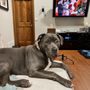 Photo of Clase Pitbull Bullies