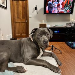 Clase Pitbull Bullies - Luna(6 months 1 week old) - Daughter of Lady & Mr. Seven