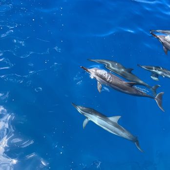 Dolphins and You - Spinner dolphins - Boat Charters Near Me - Honolulu, Hawaii Dolphins and You - Spinner dolphins - Boat Charters Near Me - Honolulu, Hawaii