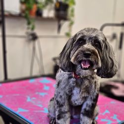 Wild Dog Grooming