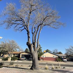 JC Tree Care - After tree trim