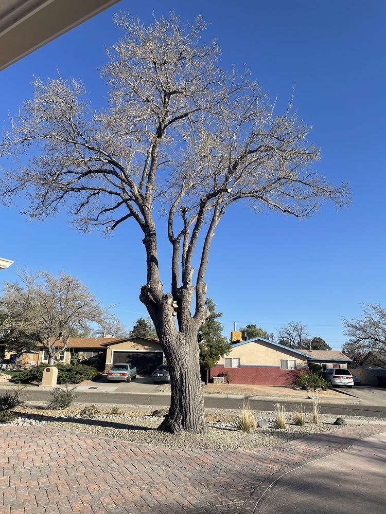 JC Tree Care - tree service in Albuquerque, NM