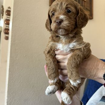 Summer Hill Labradoodles - Puppy - Pet Breeders Near Me