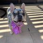 Photo of Kawaii Dog Grooming