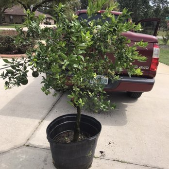 Coleman's Nurseries - This is a replacement tree I bought at Pokey's Nursery in Zellwood ($175). 5 Stars. - Nurseries & Gardening Near Me - Orlando, Florida