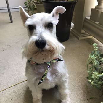 Pet's Plaza Grooming - Handsome and clean - Pet Groomers Near Me - Westminster, California