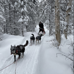 Alaska's Trail King Adventures