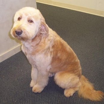 Rocklin Pet Spa - Pet Groomers Near Me - Rocklin, California Rocklin Pet Spa - Pet Groomers Near Me - Rocklin, California
