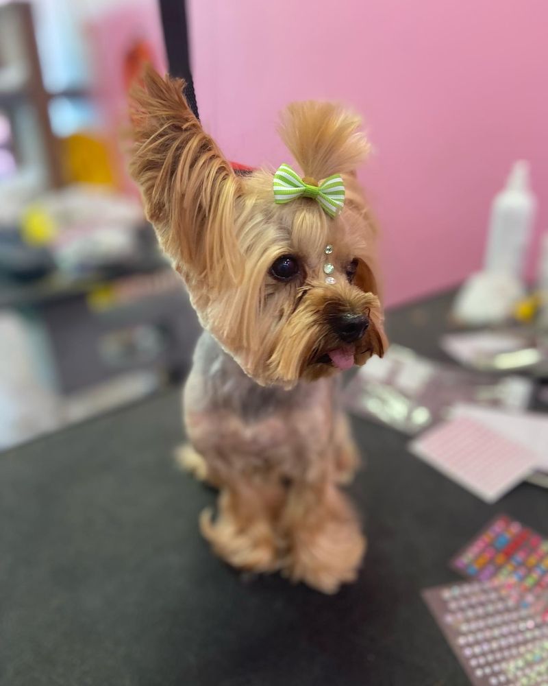 PAWPARAZZI GROOMING Updated July 2024 Request an Appointment 17 Photos Fort Lauderdale