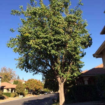 Johnston's Tree Service - After! :) - Tree Services Near Me - Roseville, California Johnston's Tree Service - After! :) - Tree Services Near Me - Roseville, California