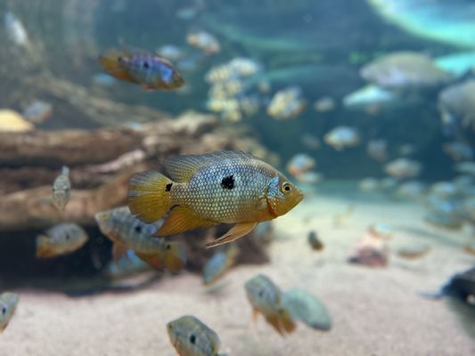 Shedd Aquarium by null