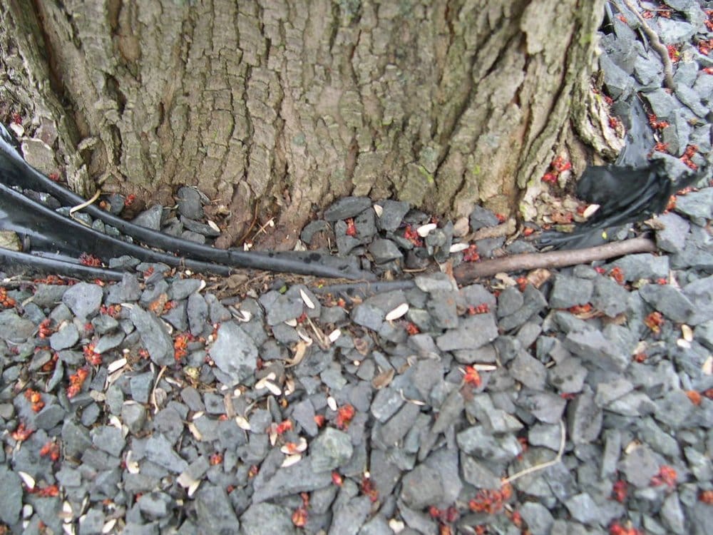 Majestic Tree Care - tree service in Minneapolis, MN