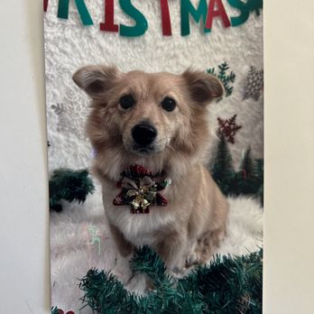 Bubble Pup Salon - They printed it out! - Pet Groomers Near Me - Los Angeles, California Bubble Pup Salon - They printed it out! - Pet Groomers Near Me - Los Angeles, California
