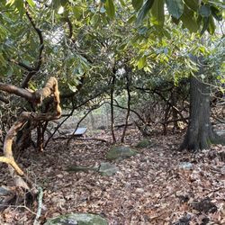 Biscuit City Trail - Rhododendrons over-archiing the trail