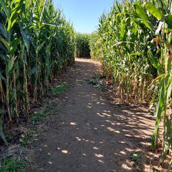 Flinchbaugh’s Orchard & Farm Market - Corn maize