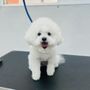 Pawtique Pet Grooming Salon