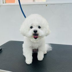 Pawtique Pet Grooming Salon - Yo!