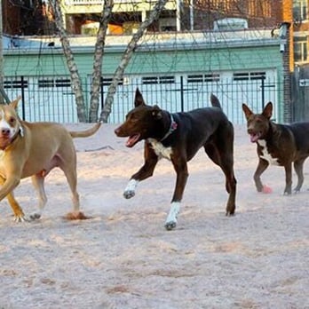 Shaw Dog Park - Friendly dogs at Shaw Dog Park. - Dog Parks Near Me - Saint Louis, Missouri Shaw Dog Park - Friendly dogs at Shaw Dog Park. - Dog Parks Near Me - Saint Louis, Missouri