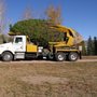 Photo of Bowman Tree Moving