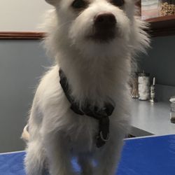 Burr Ridge Veterinary Clinic - Captain Cannoli visits Dr. Palmer for his first checkup after being rescued/adopted  :-)