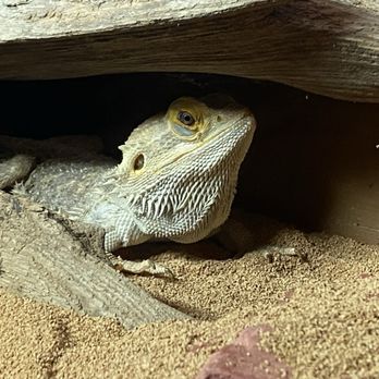 Wild Animal Adventure Park - Bearded dragon - Wildlife Control Near Me - Stanton, Missouri Wild Animal Adventure Park - Bearded dragon - Wildlife Control Near Me - Stanton, Missouri
