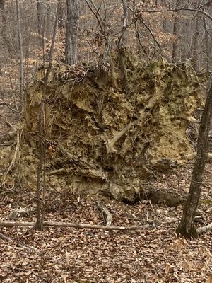 William B. Umstead State Park by null