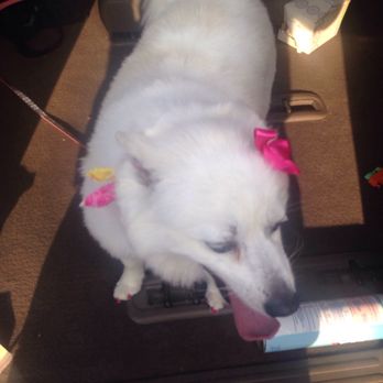 Petco - Amanda in the grooming salon is NO JOKE! She does a fantastic joke. ALWAYS! - Pet Training Near Me - Clifton Heights, Pennsylvania Petco - Amanda in the grooming salon is NO JOKE! She does a fantastic joke. ALWAYS! - Pet Training Near Me - Clifton Heights, Pennsylvania