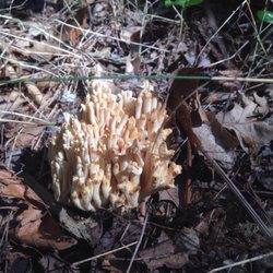 Pickerel Lake Park - Lots of nice mushrooms